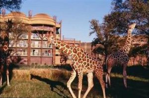 Giraffes at DVC's Animal Kingdom Resort