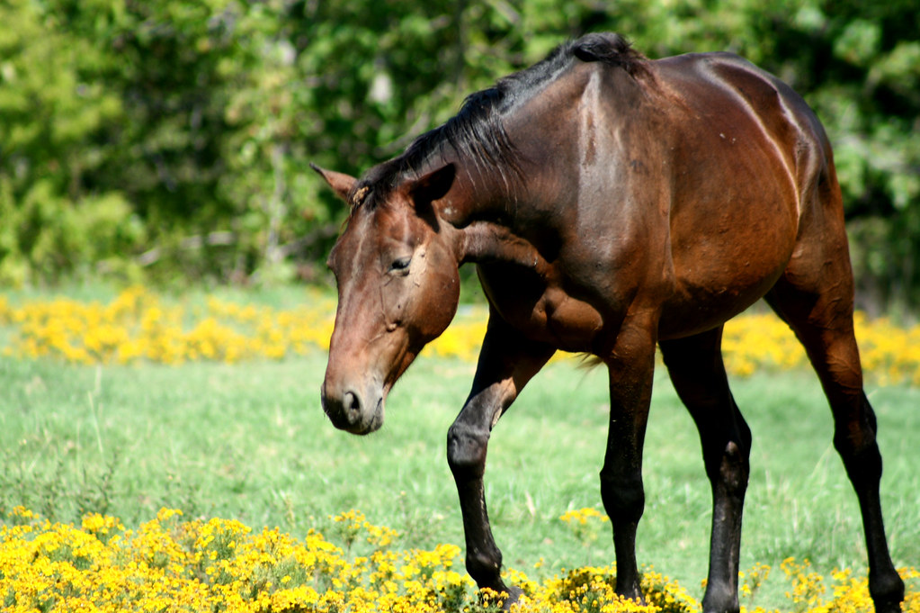 horseback riding at the Fort Wilderness Resort