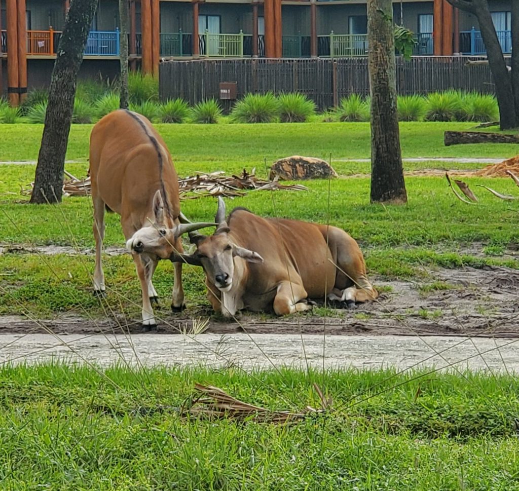 Animal Kingdom Villas