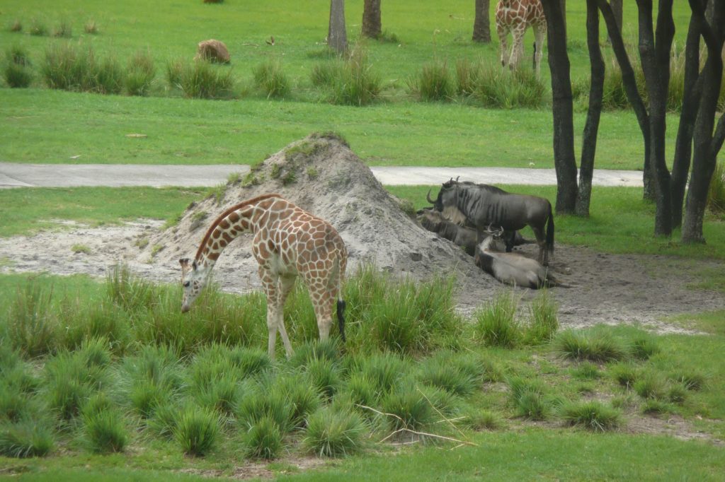 View from our window: Giraffe, Wildebeasts