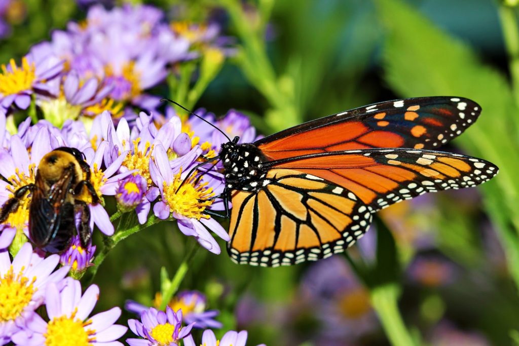 Disney’s new solar farm will create a pollinator-friendly habitat for wildlife.