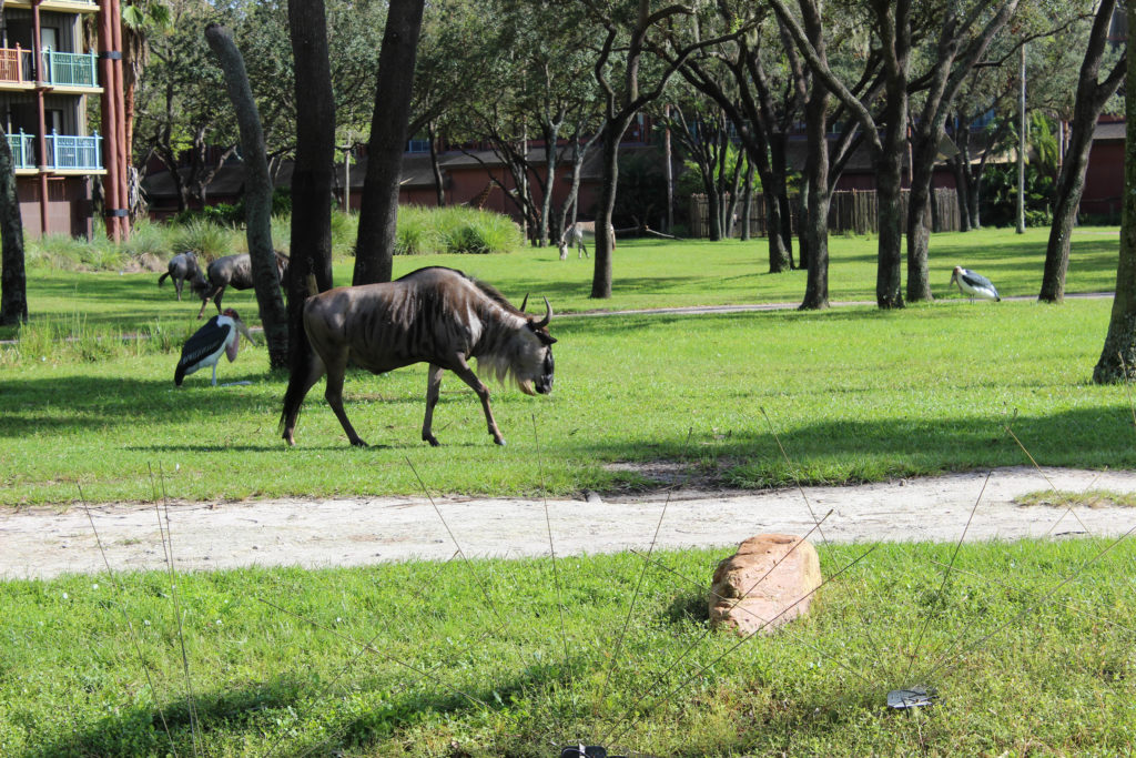 Por qué deberías quedarte en "Animal Kingdom Lodge" (video) DVC Ventas