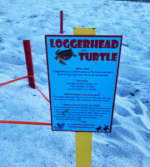 Disney DVC Vero Beach Turtle Nests