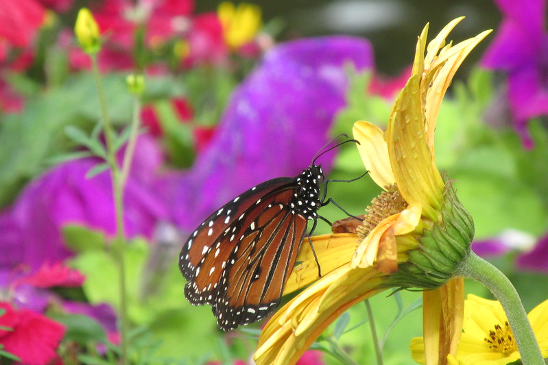 butterfly garden at epcot flower and garden festival