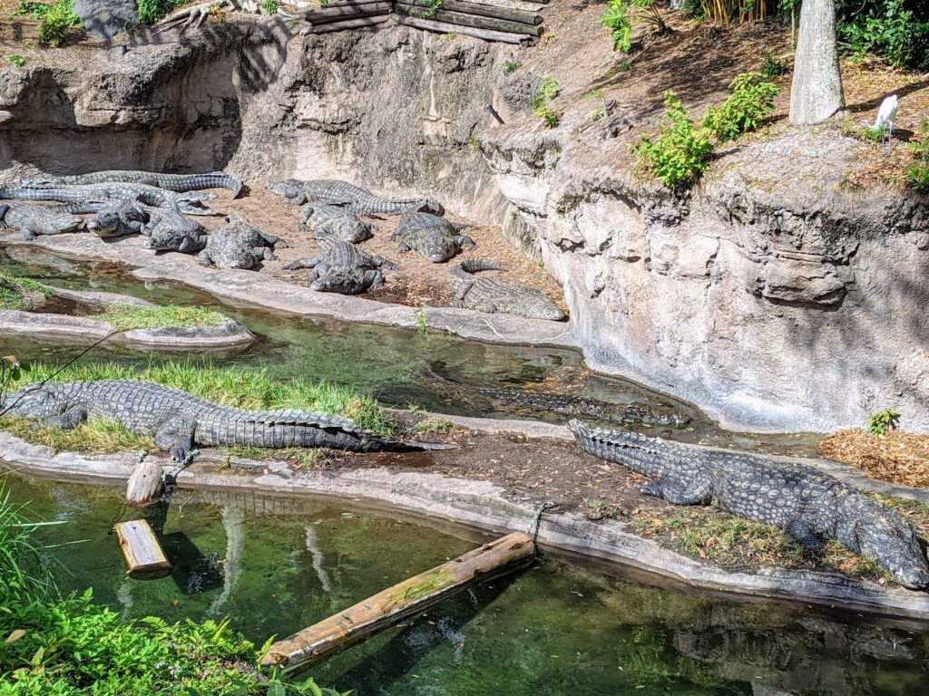 kilimanjaro safaris crocodiles