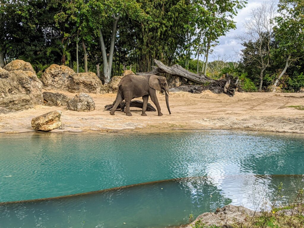 Elephant in Kilimanjaro Safari at Animal Kingdom