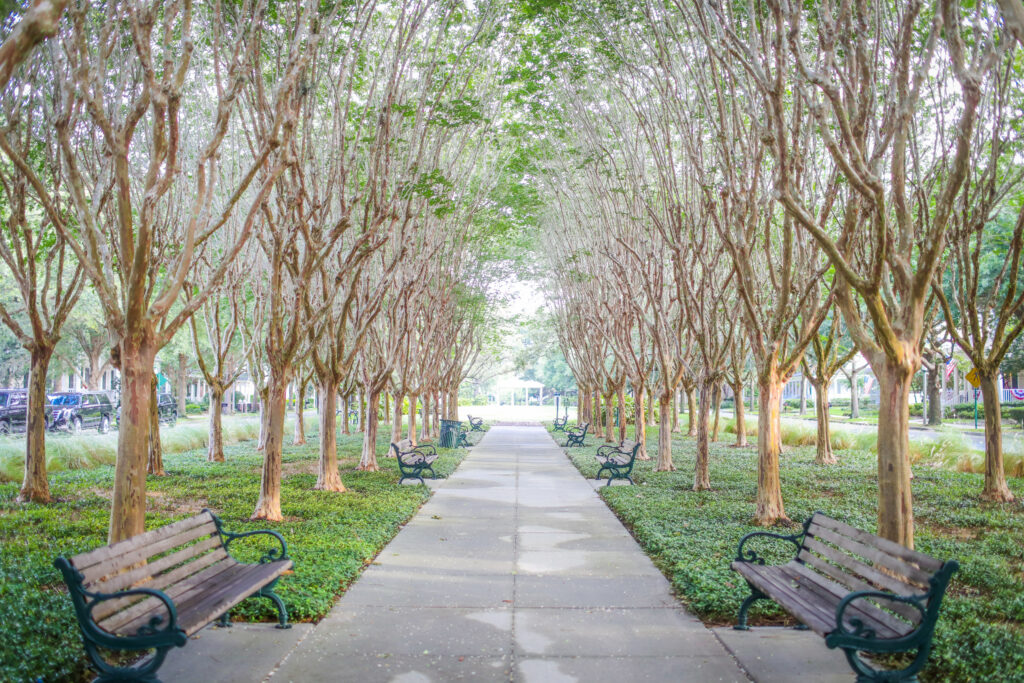 Tree lined street in Celebration, FL