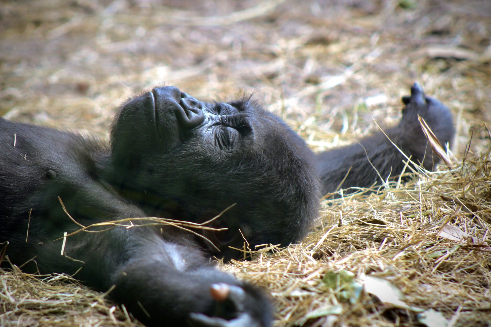 Baby gorilla resting - Disney's Animal Kingdom