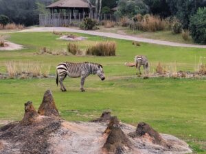 Zebras in Kilimanjaro Safaris at Animal Kingdom
