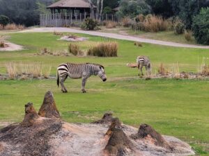 Cebras en Kilimanjaro Safaris en Animal Kingdom