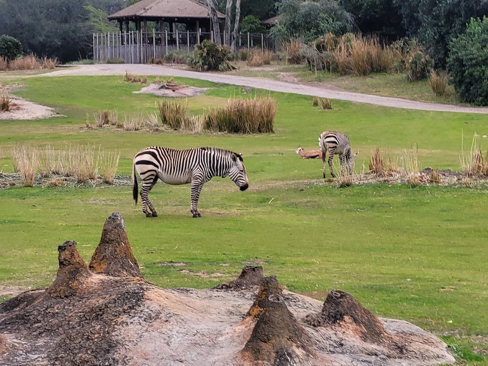 Zebras in Kilimanjaro Safaris at Animal Kingdom