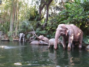 Animals on the Jungle Cruise Attraction - Disney World