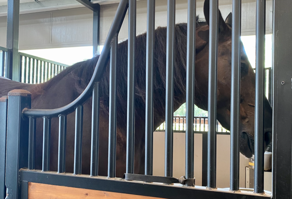 Horses at Tri-Circle-D Ranch