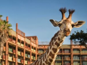 Animal Kingdom Lodge Giraffe 