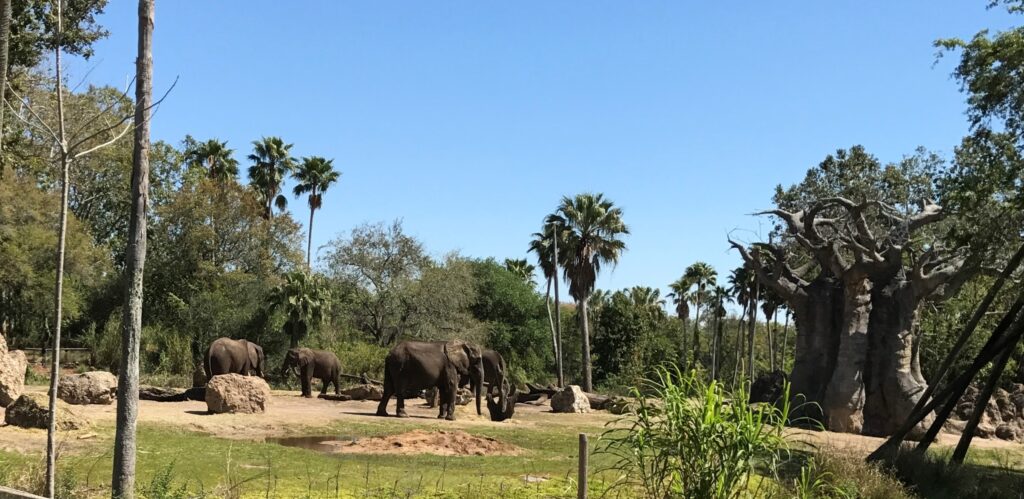 Elephants at Disney's Animal Kingdom 