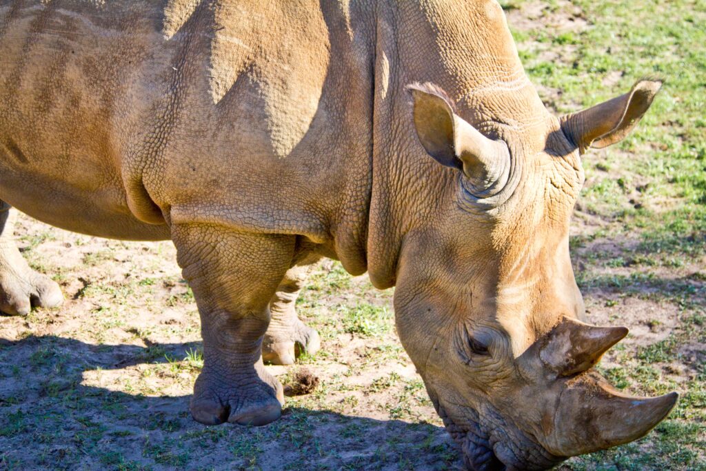 Rhino at Disney's Animal Kingdom