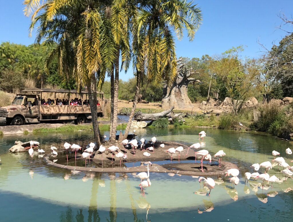 Animal Kingdom Safari