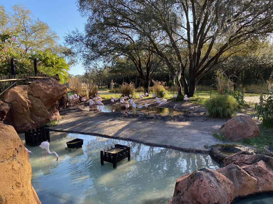 Flamingo Pond at Disney's Animal Kingdom Villas Resort