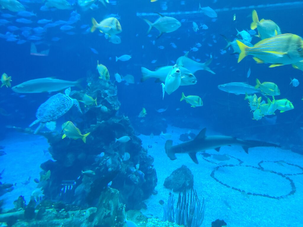 El acuario en la base marina de Epcot