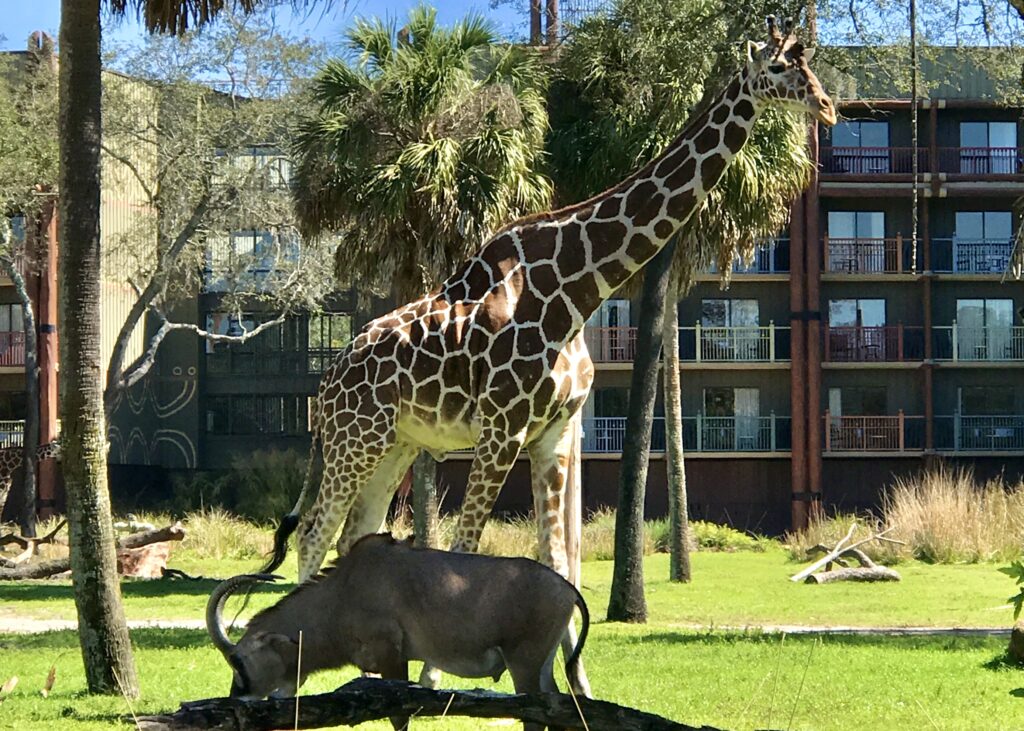 Giraffe at Disney's Animal Kingdom Resort