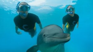 Disney Swim with Dolphins