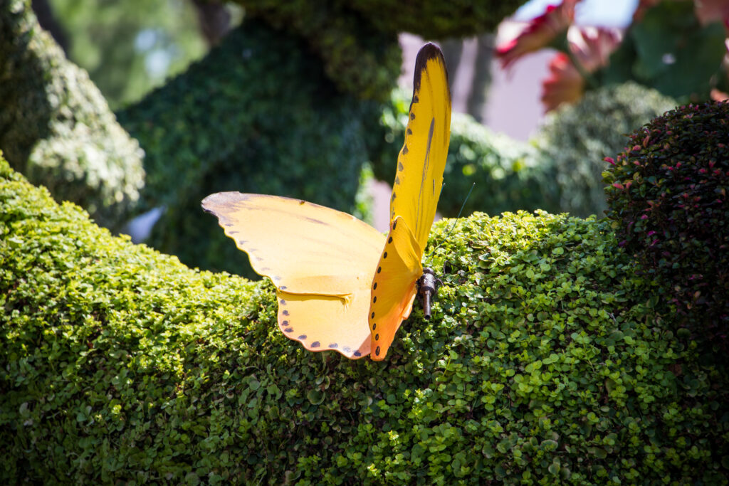 Epcot Butterfly