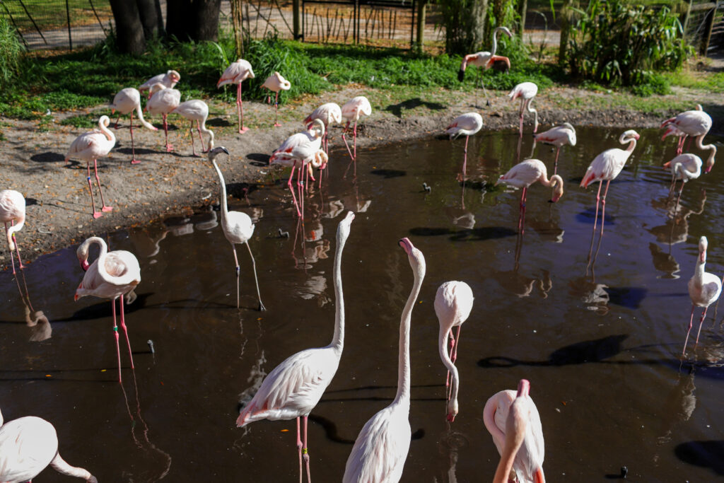Flamingos Disney's Animal Kingdom Lodge