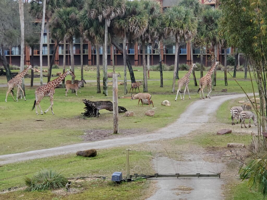 Animal Kingdom Lodge