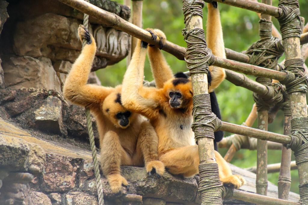 Gibbons at Animal Kingdom