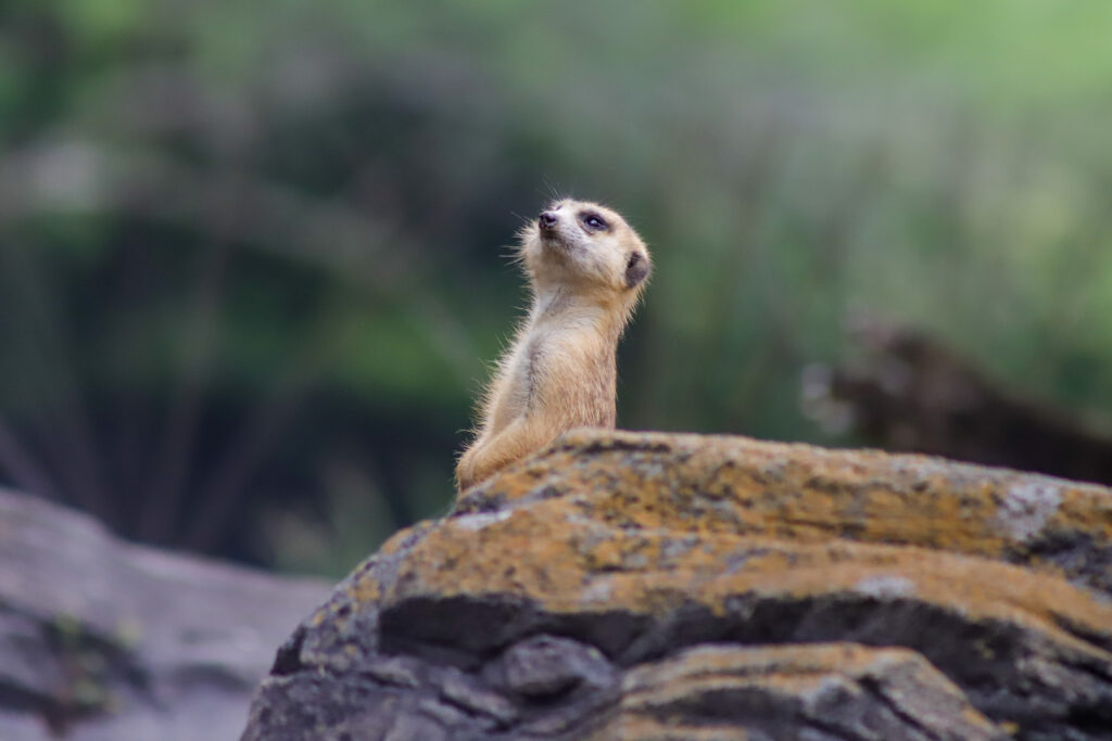 Meerkat Disney's Animal Kingdom