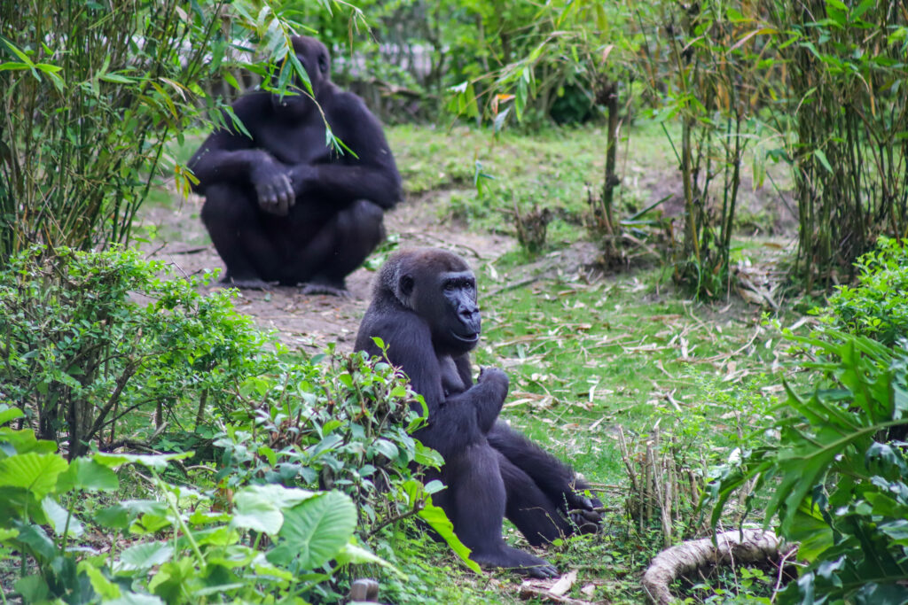 Gorilla Falls Disney