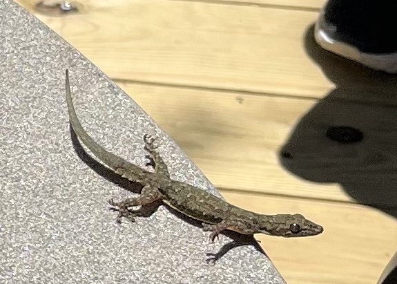 Lizard at Disney Resort 