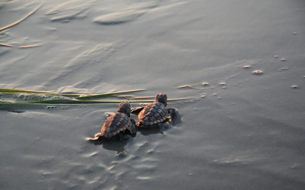 Disney Hilton Head Turtles
