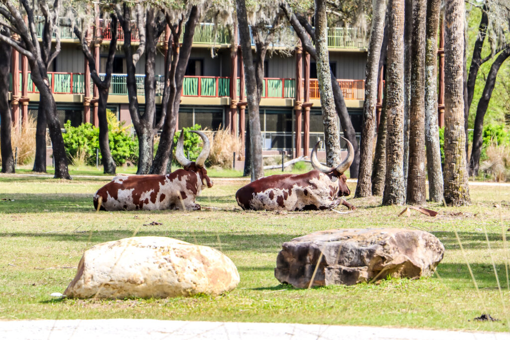 Ankole Cattle taking a well-deserved break at Animal Kingdom Villas