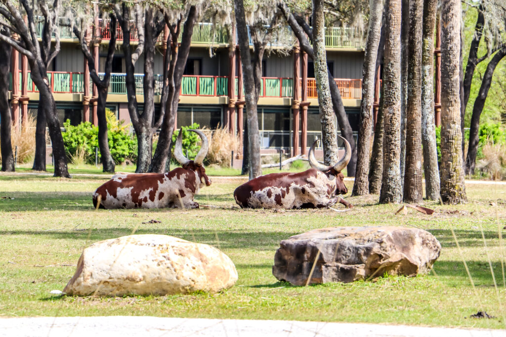 Ankole Cattle tomando un merecido descanso en Animal Kingdom Villas