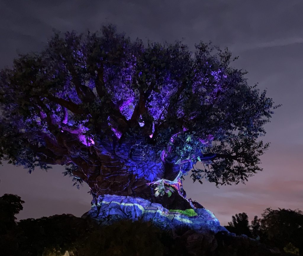 Disney Tree of Life at night
