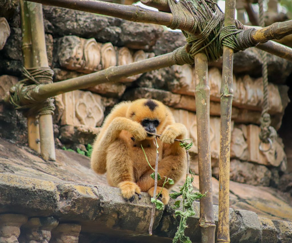 Disney's Animal Kingdom Monkey