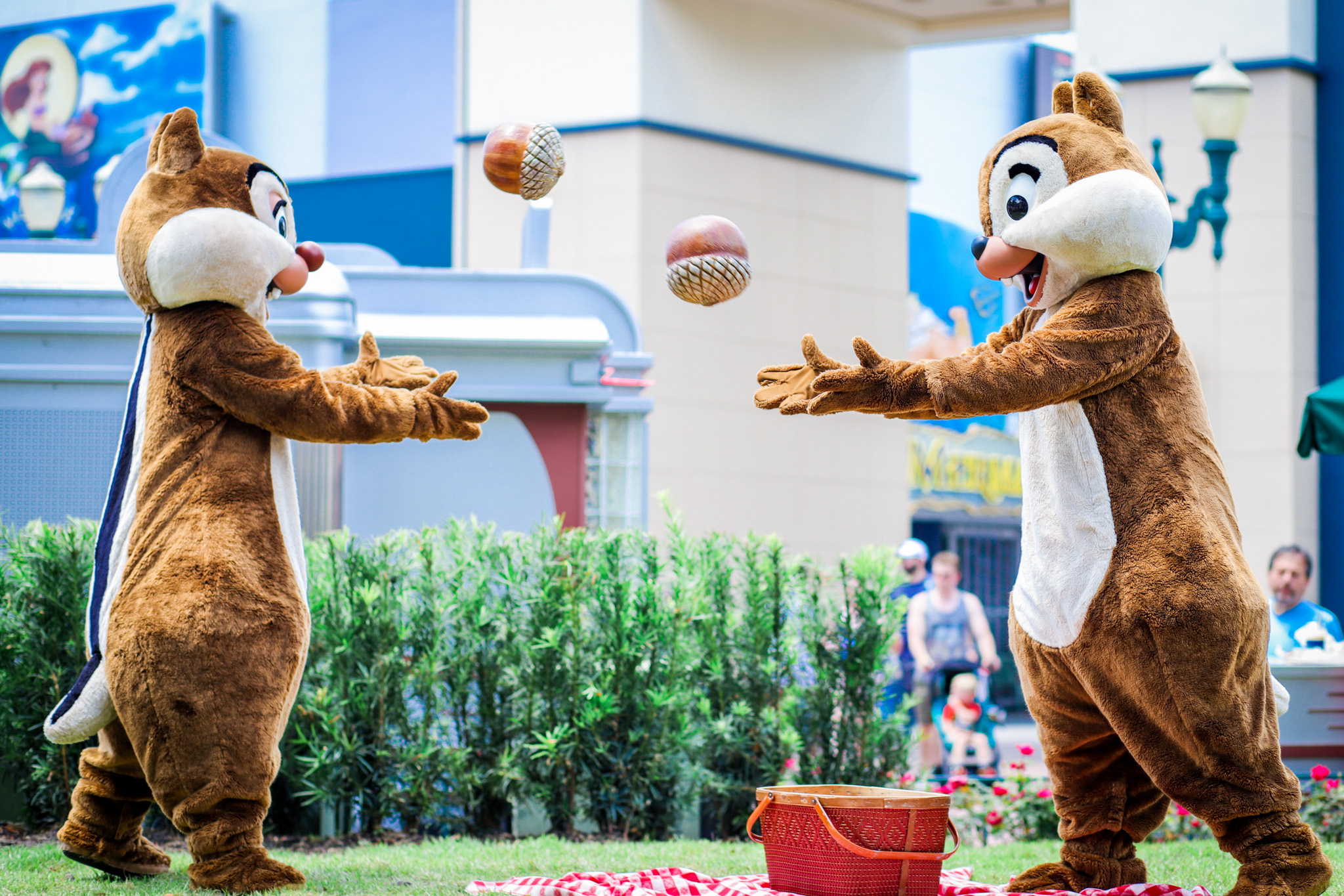 Chip & Dale playing catch with acorns