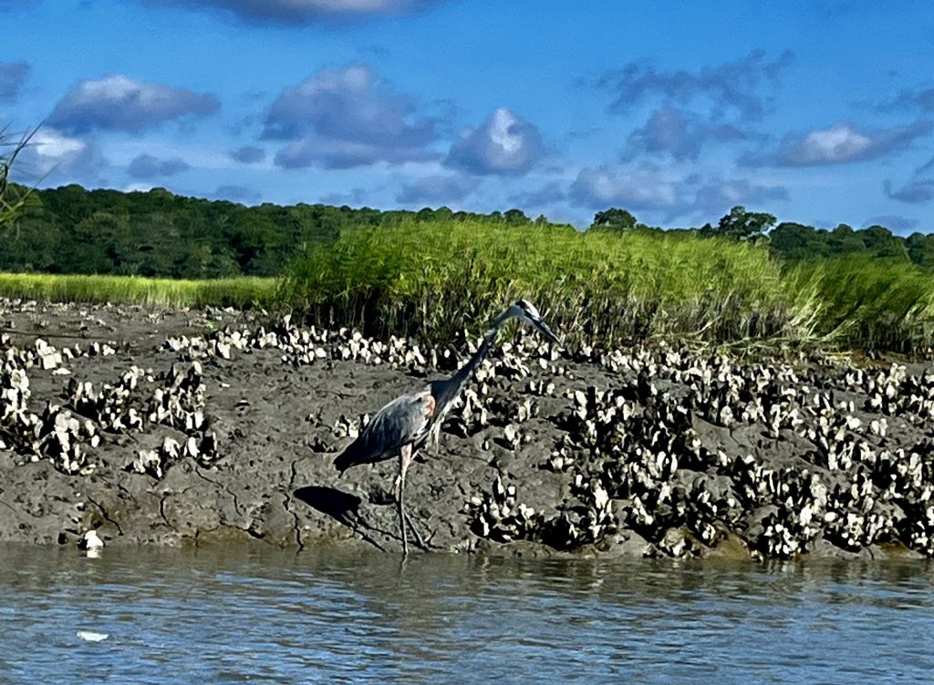 Pantano de Hilton Head