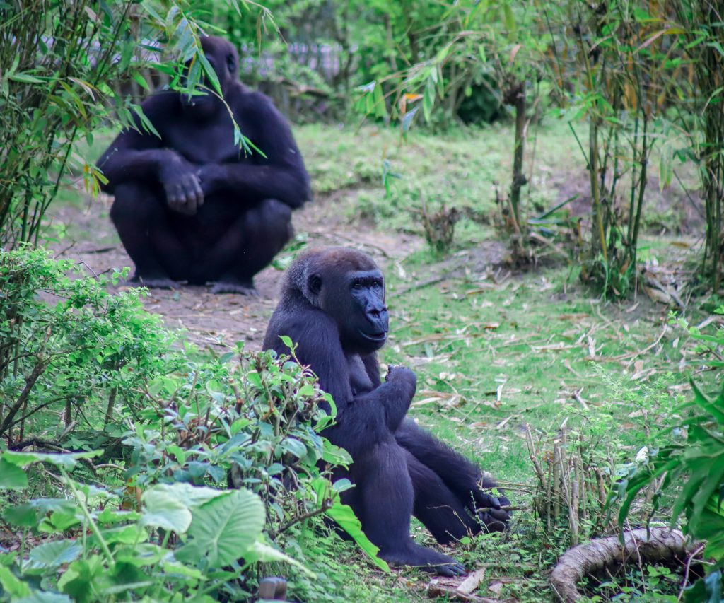Gorilla Falls Exploration Trails Gorillas