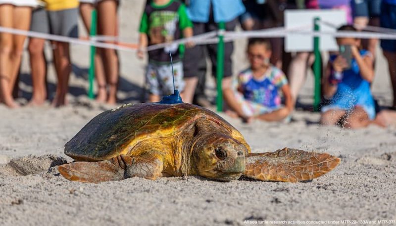 Tortuga de playa Vero de Disney