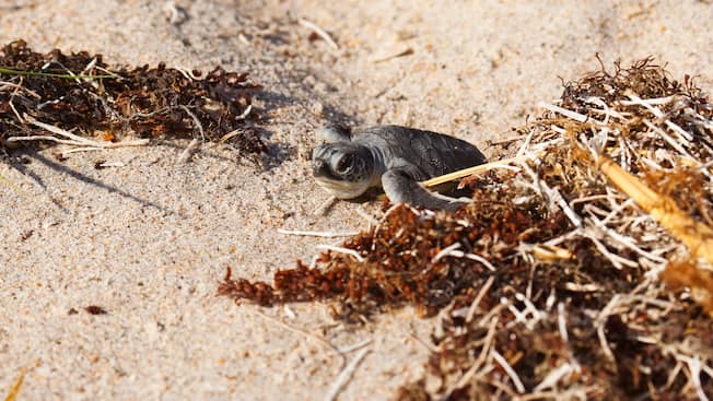 Turtle at Disney's Vero Beach