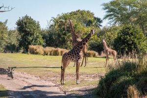 Disney Kilimanjaro Safari 