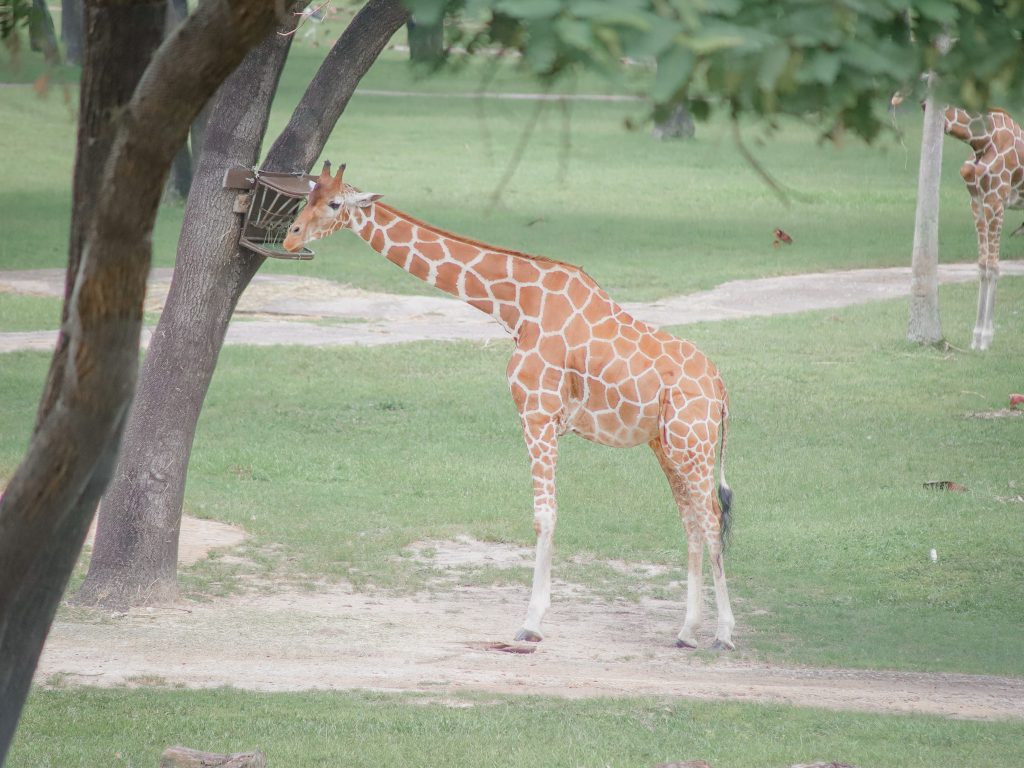 Giraffe at Animal Kingdom Lodge