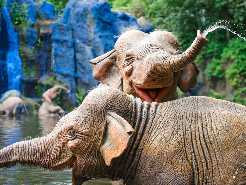 Crucero en la selva