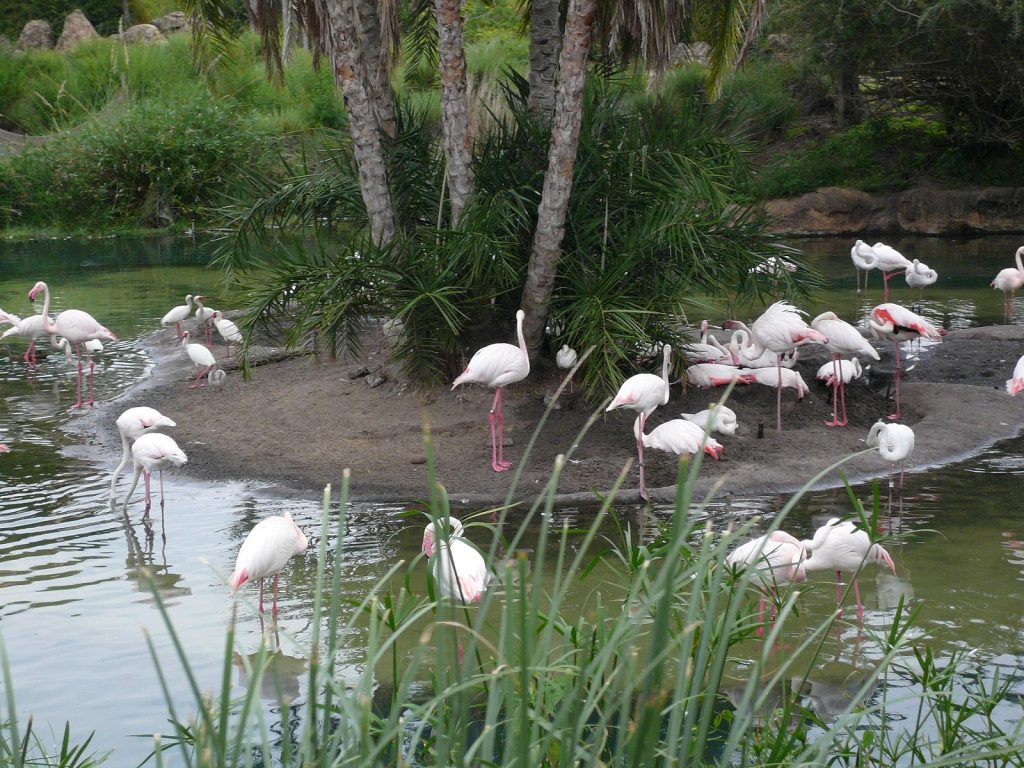 Animal Kingdom Flamingos