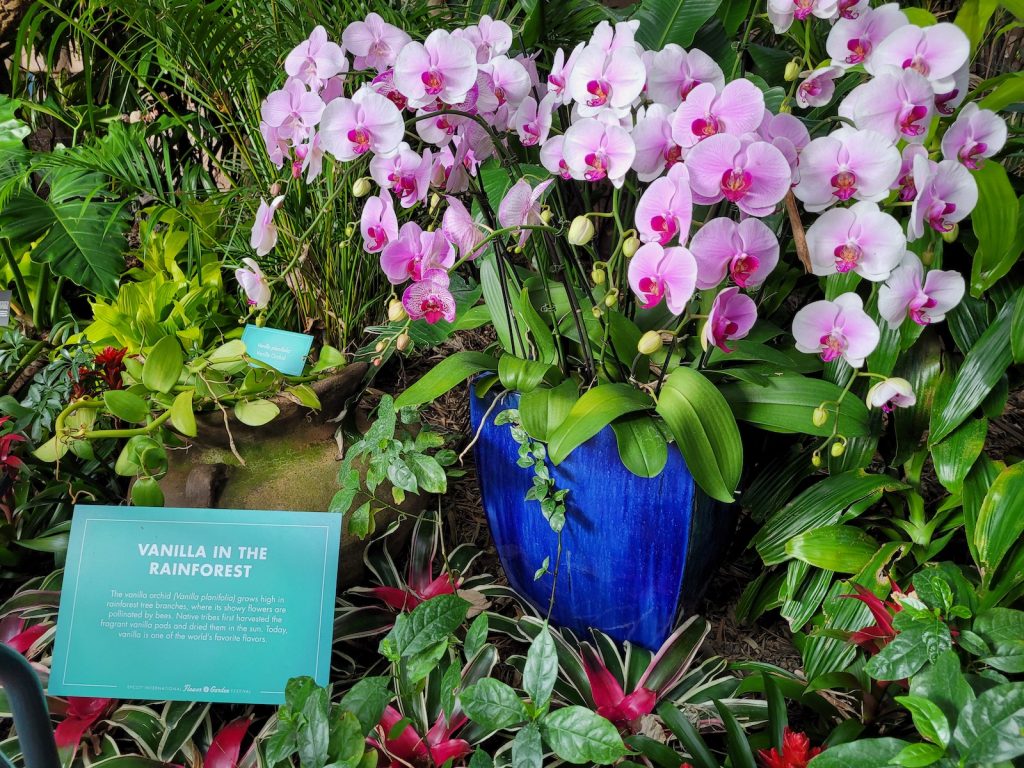 Vanilla Orchid in the Tropical Rainforest Garden - Flower & Garden Festival