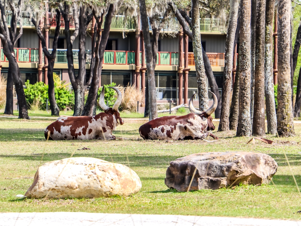 Animal Kingdom Villas