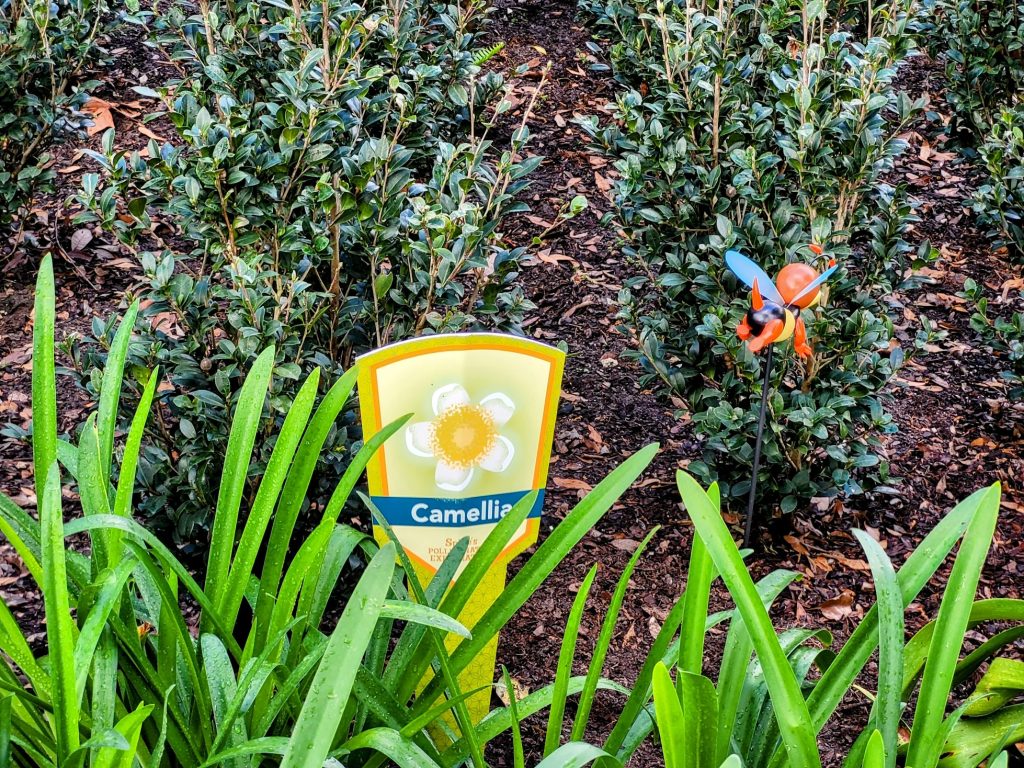 Spike's Pollen-Nation Exploration Scavenger Hunt - Camellia in English Tea Garden