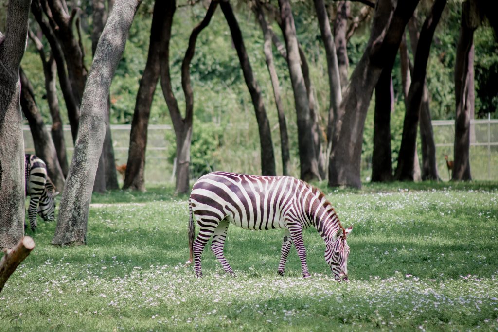 Zebra at Disney's Animal Kingdom Lodge